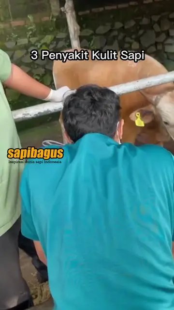 3-Penyakit-Kulit-Sapi